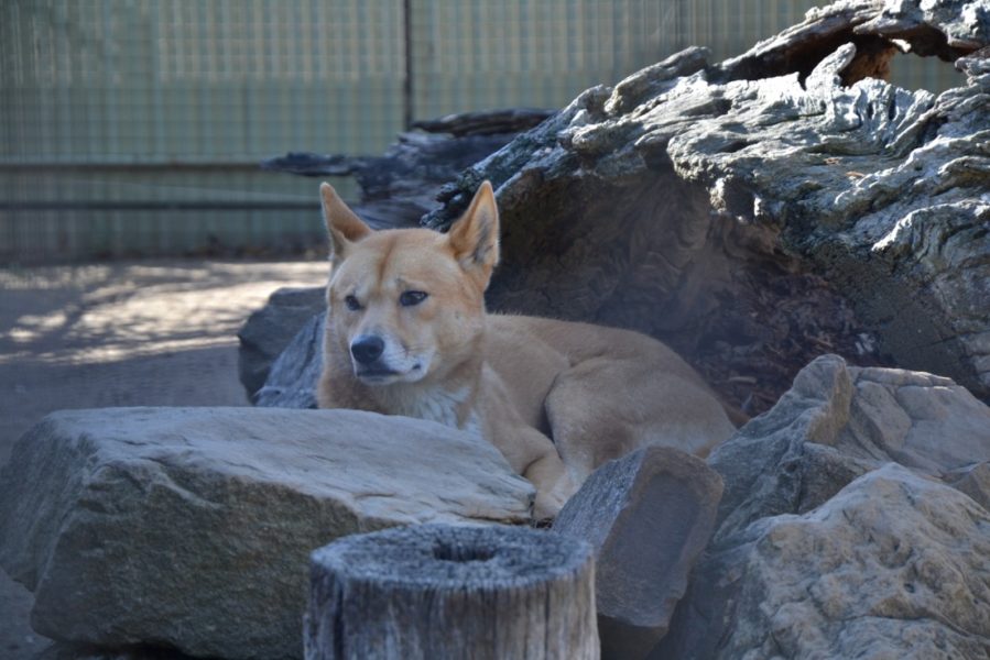 Dingo