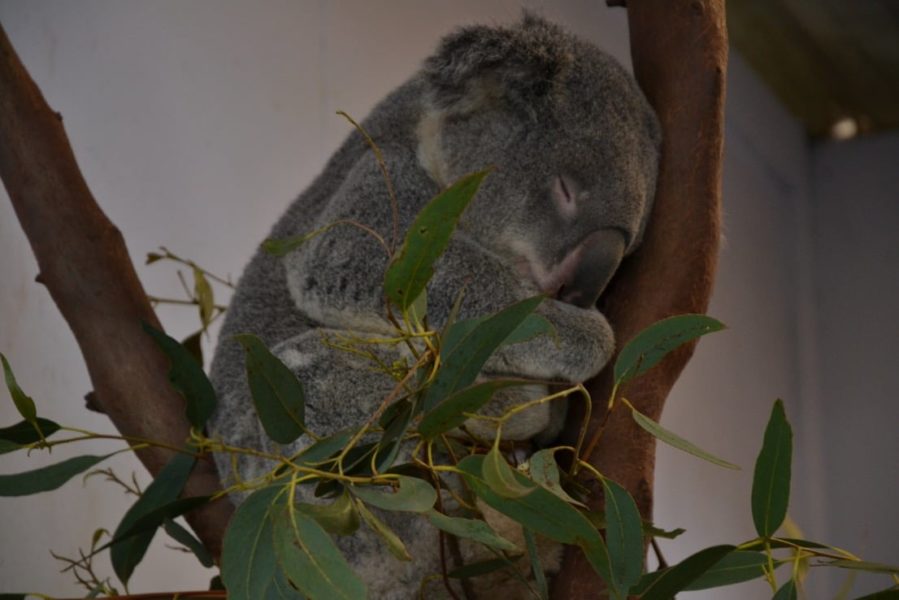 Koala