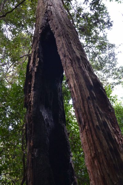 Un albero con il tronco spaccato