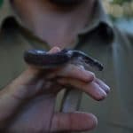 Serpente