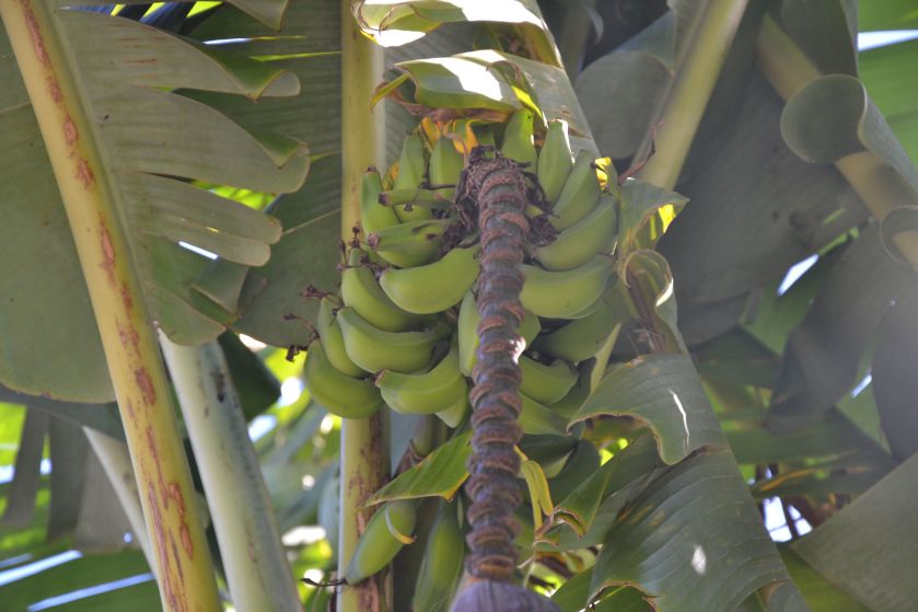 Banano Royal Botanic Gardens Sydney