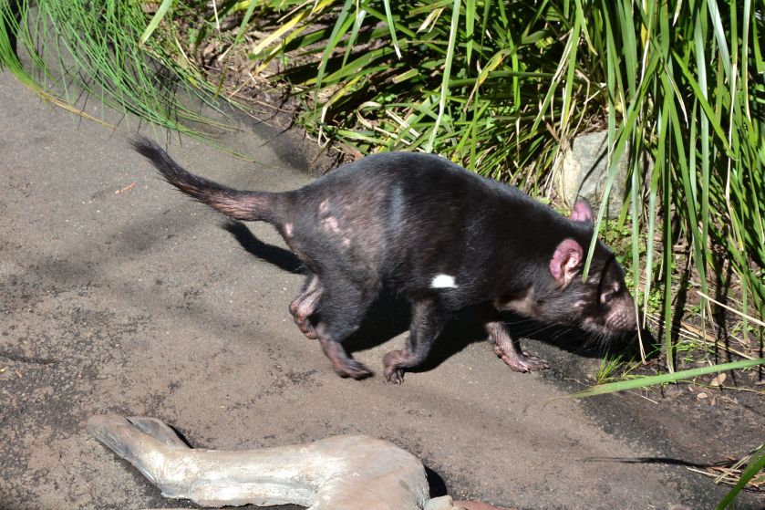 Diavolo della Tasmania