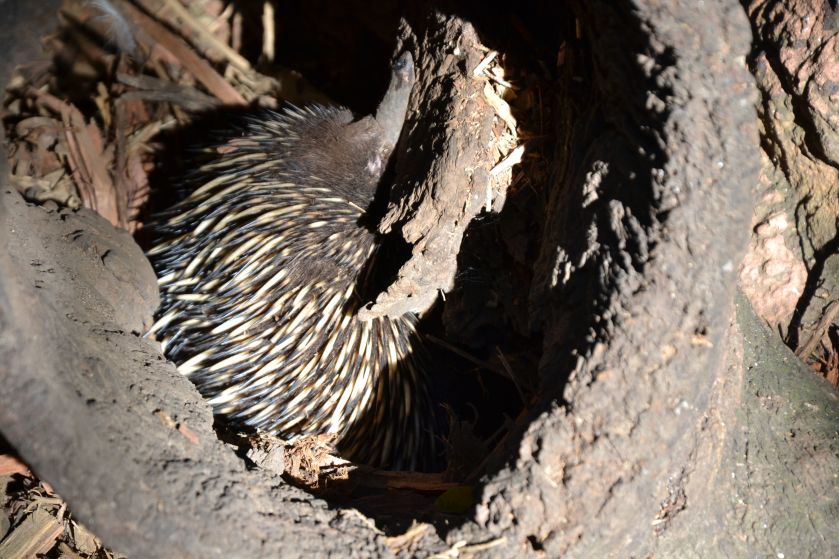 Echidna