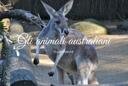 Gli animali australiani