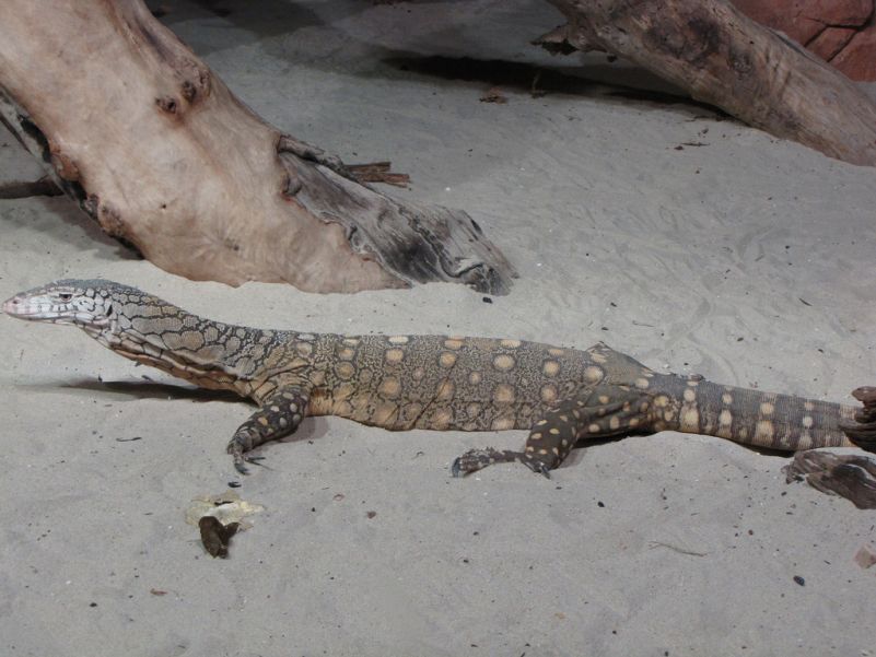 Perentie