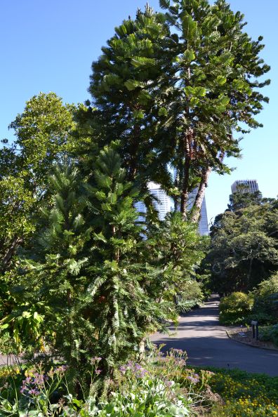 Pianta dei Dinosauri Royal Botanic Gardens