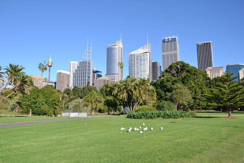 Skyline di Sydney dai Royal Botanic Gardens