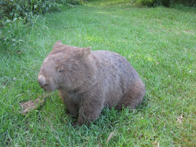 Wombat