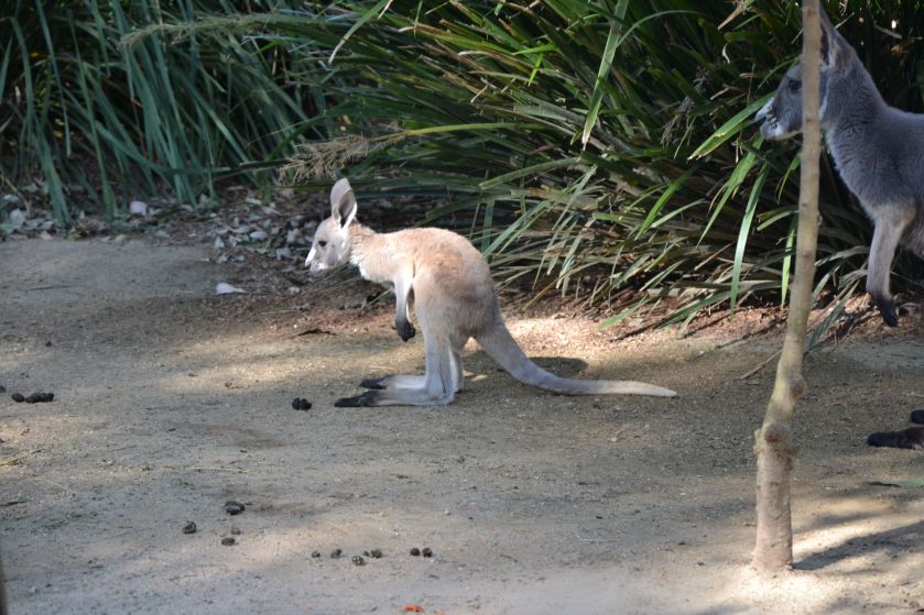 Cucciolo di Canguro Taronga Zoo Sydney