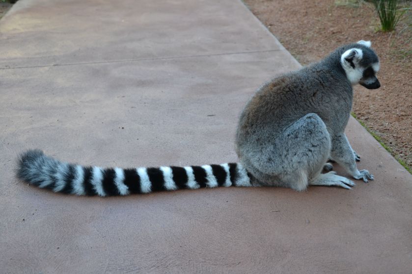 Lemure Taronga Zoo Sydney