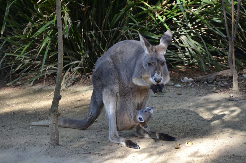 Mamma Canguro Taronga Zoo Sydney
