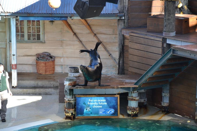 Spettacolo Foche Taronga Zoo Sydney