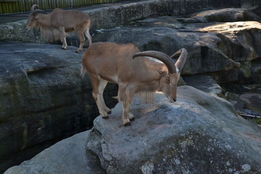 Stambecco Taronga Zoo Sydney