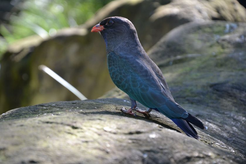 Uccello Taroonga Zoo Sydney