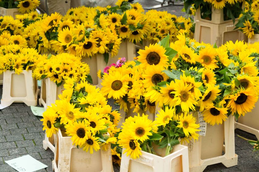 Girasoli al mercato comunale di Stoccarda