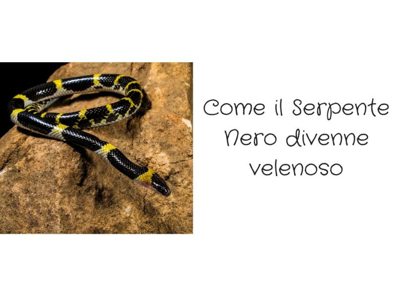 Come il serpente nero divenne velenoso