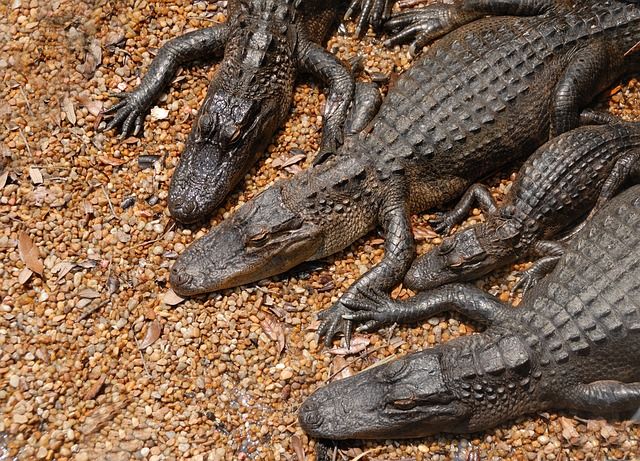 alligatori