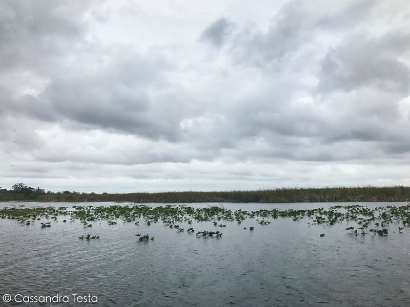 Escursione alle Everglades