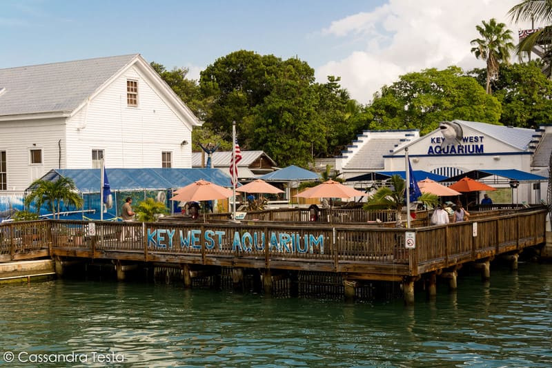 Key West Acquarium Cosa vedere a Key West