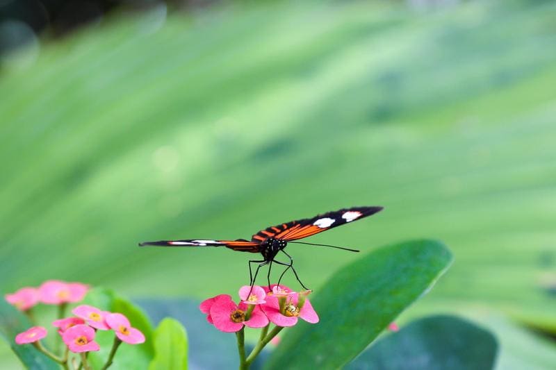 Una farfalla al Butterfly Center di Key West