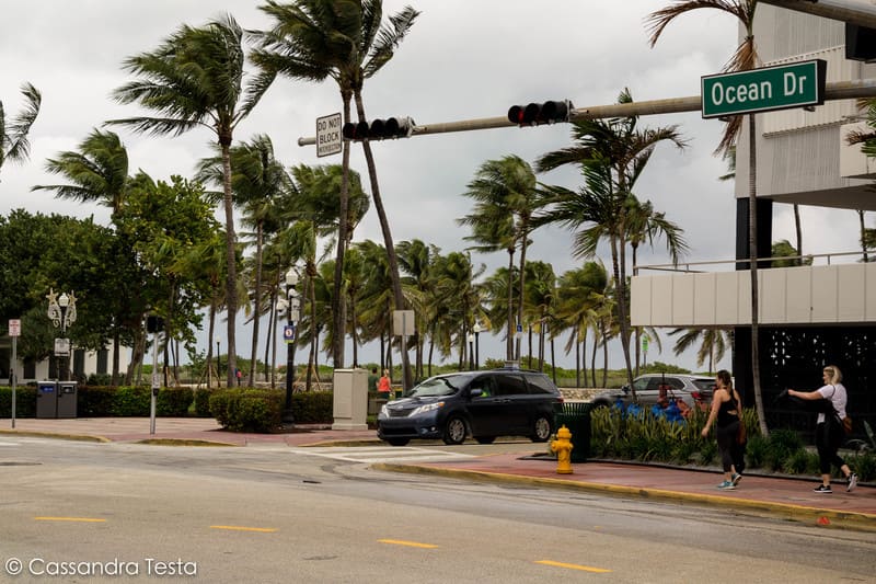 Le palme su Ocean Drive, Miami Beach