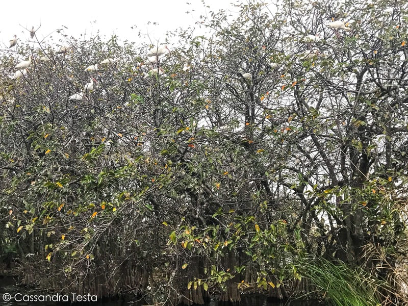 Uccelli alle Everglades