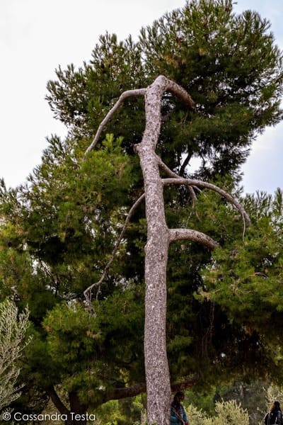 Albero Parco Güell - Barcellona