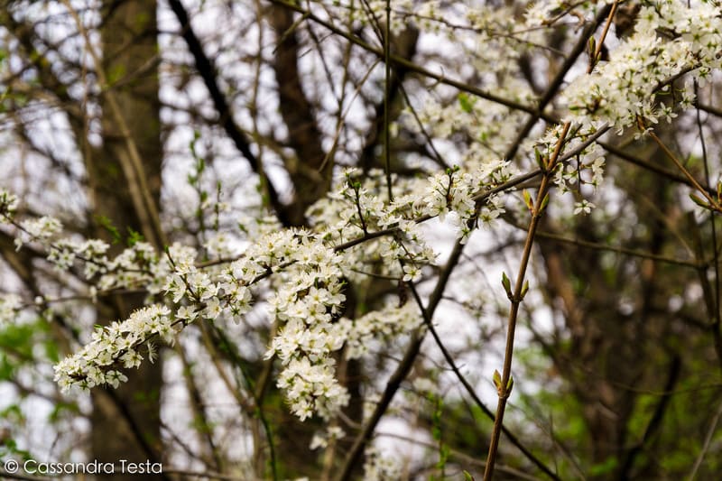 Fiori Bianchi, Parco Nord di Milano