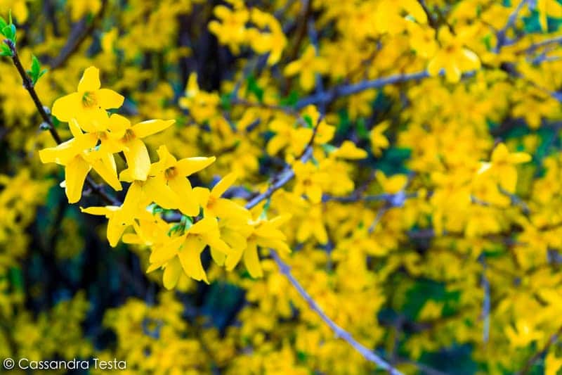Fiori Gialli, Parco Nord di Milano