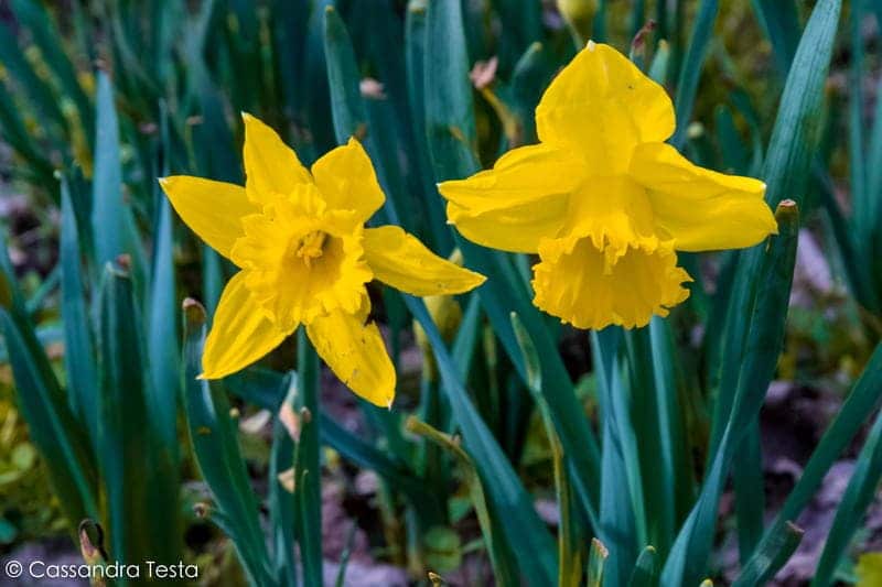 Fiori Gialli, Parco Nord di Milano