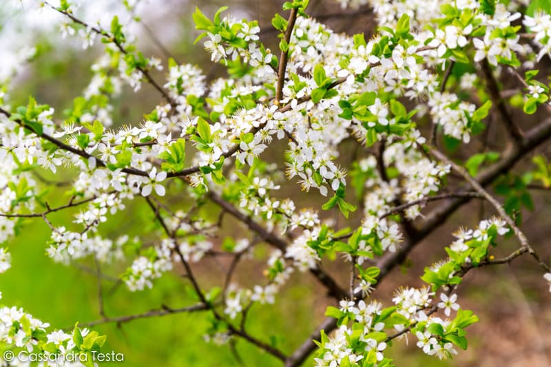 Fiori, Parco Nord di Milano