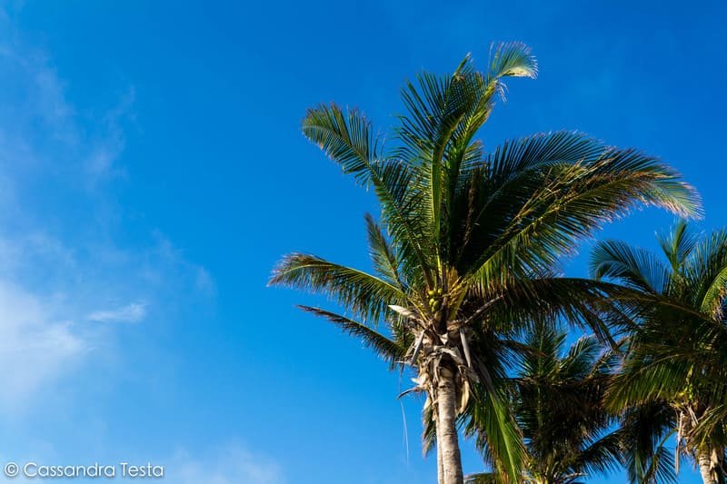 Le palme di Cococay