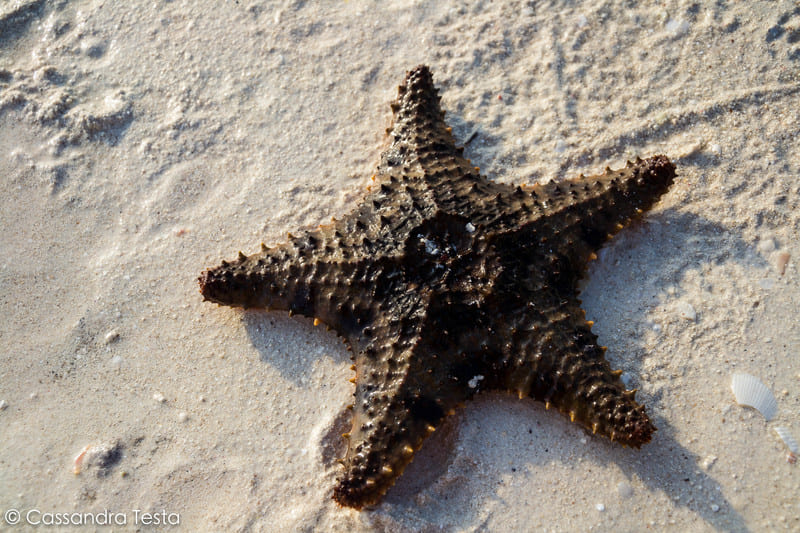 Stella marina a Cococay