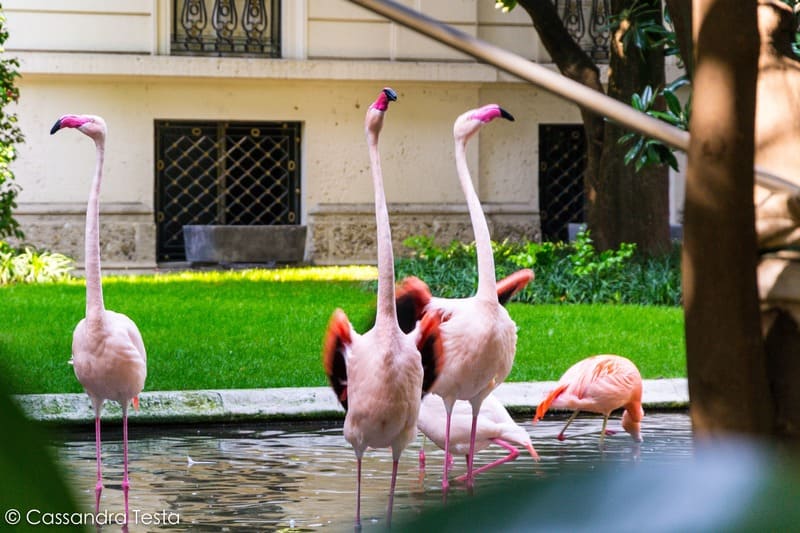 I fenicotteri di Villa Invernizzi, Milano