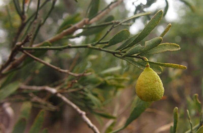 un frutto di Lime del Deserto