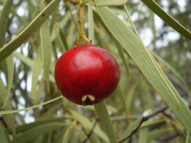 Frutto di Quandong