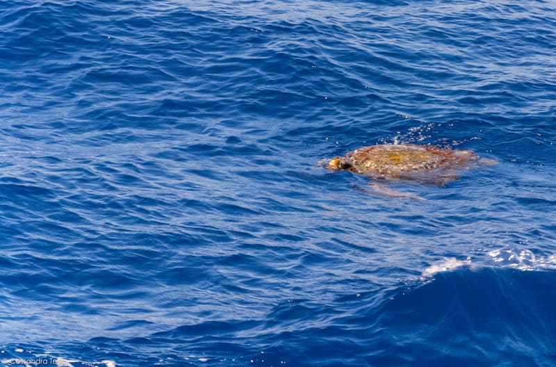 Caretta caretta