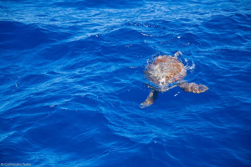 Caretta caretta