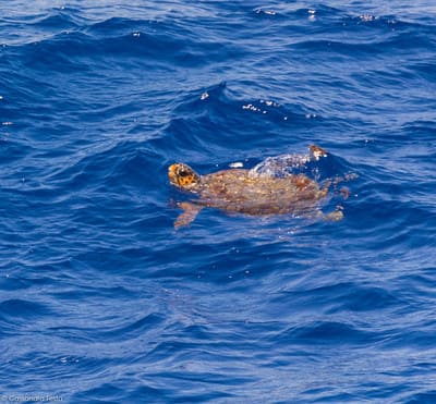 Caretta caretta