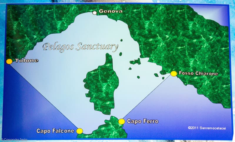 Il Santuario Internazionale dei Cetacei