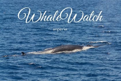 Titolo WhaleWatch Imperia