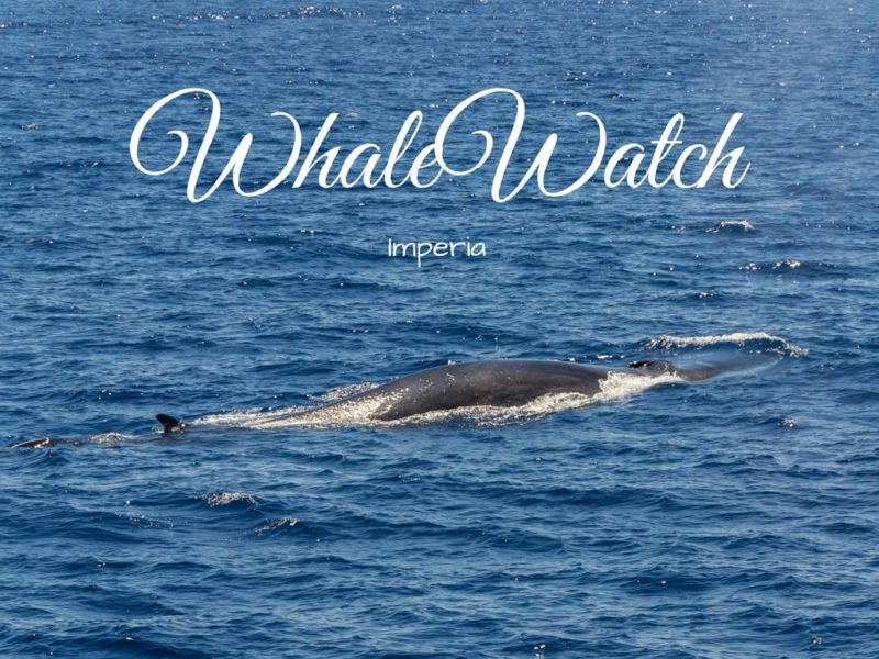 Titolo WhaleWatch Imperia