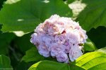 Fiori