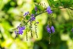 Fiori