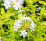 Fiori