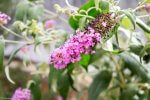 Fiori