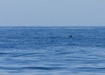 Avvistamento cetacei a Tenerife -Bonadea II