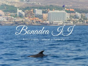 Bonadea II