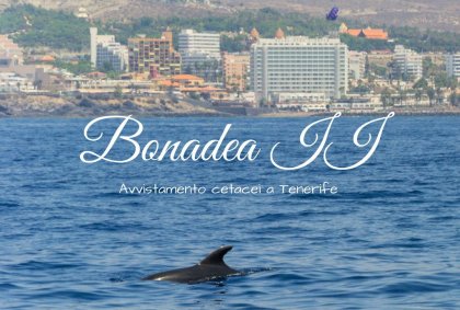 Bonadea II