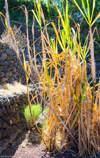 Canna da zucchero, Piramidi di Guimar, Tenerife